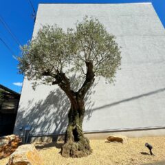 古木オリーブ+ドライガーデン|沼津市